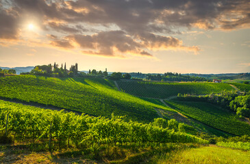 Fototapeta na wymiar Panoramic view of chianti and vernaccia vineyards. San Gimignano. Tuscany, Italy