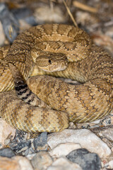 Obraz premium Close up portrait view of rattlesnake in the desert at night, lit by flash. Black and white stripes on end of tail