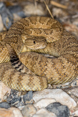 Close up portrait view of rattlesnake in the desert at night, lit by flash. Black and white stripes on end of tail
