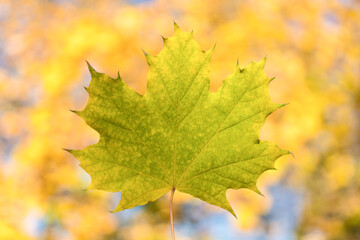 Naklejka na ściany i meble Fallen yellow maple leaf, close-up. Autumn concept