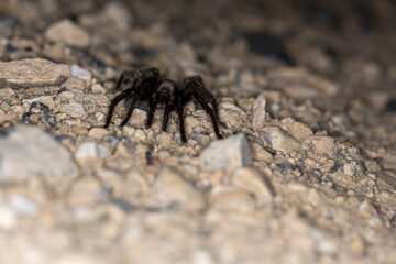 Brown desert tarantula crawling  out of the dark lit by flash