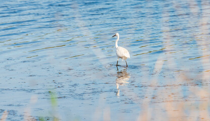 An egret and its reflection, on a pond in Occitania, in the south of France
