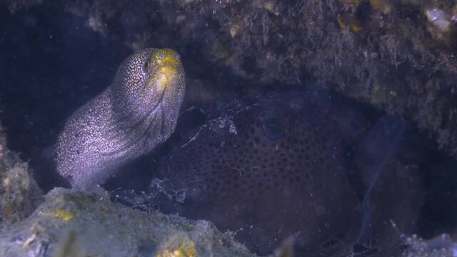 Spectacular underwater scene of dark spotted toby sharp nose puffer fish hiding by sharp teeth eerie spooky eel in underworld cave with clear exotic cleaner shrimp, handheld portrait close up