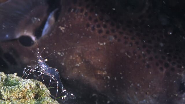 Underwater underworld exotic scene of transparent cleaner shrimps by gills of spotted toby sharp nose puffer fish hovering, handheld extreme close up profile