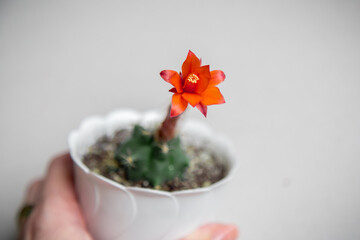 Unusual summer red flower of the cactus matucana paucicostata.