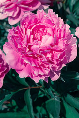 Pale pink peonies on a background of green leaves.