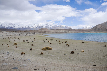 View of the karakoram mountain range from the Karakul lake, Xinjiang Province, China