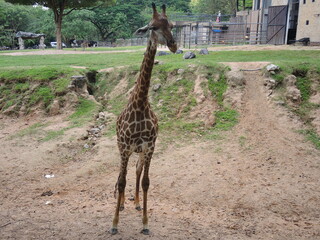 giraffe in the zoo