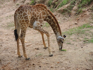 giraffe eating grass
