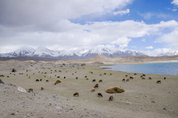 Fototapeta na wymiar View of the karakoram mountain range from the Karakul lake, Xinjiang Province, China