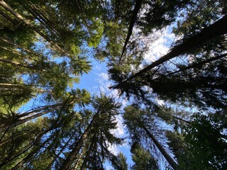 pine tree branches sky Natur 