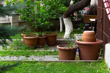 A small garden with many vases and trees