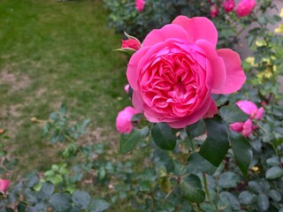 Rose de couleur rose ayant de multiples rangées de pétales