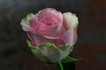 Rosa Rose ins Licht gesetzt.