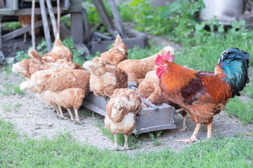 chickens and rooster peck grain from the feeder