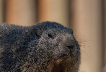 Marmot on stone in sunny nice summer morning