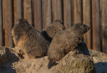 Marmot on stone in sunny nice summer morning
