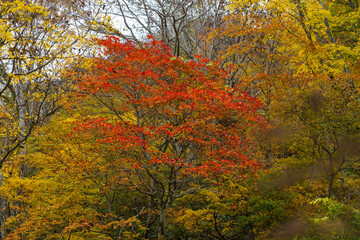 紅葉