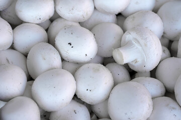 fresh mushrooms on a market