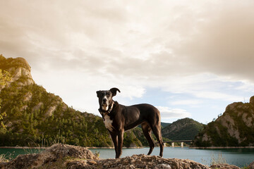 perro negro en lago