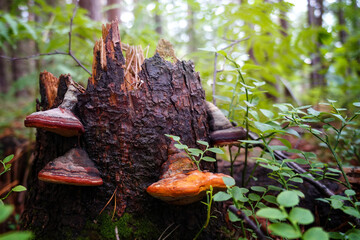 mushrooms on a stump,Green Forest
