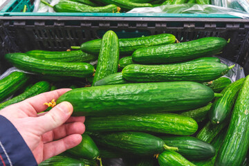 Green fresh cucumber in the hand. Against the backdrop of a pile of cucumbers