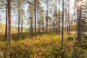 Fototapeta premium Pines and spruce trees growing on the lake shore, northern Russia. Autumn sunny day