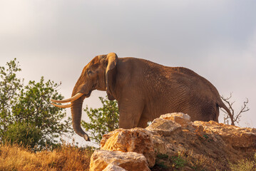 Obraz na płótnie Canvas A male elephant taken in the Sigean reserve in Aude, Occitanie, France