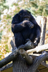 Chimpanzee sitting on a wooden structure