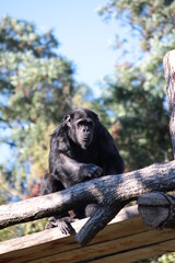 Szympans siedzący na drewnianej konstrukcji © Monika