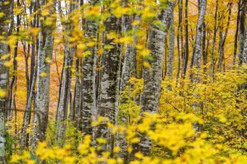 黄葉のブナの森