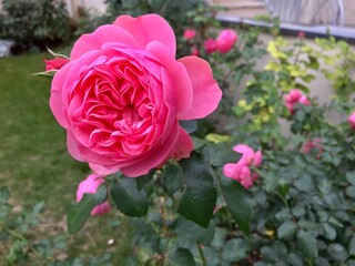 Rose de couleur rose ayant de multiples rangées de pétales