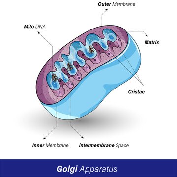 Subcellular organelle cross-section Structure of Mitochondria of the cell.  3D structure of powerhouse of the cell in white background with labeling. Mitochondria Vector illustration
