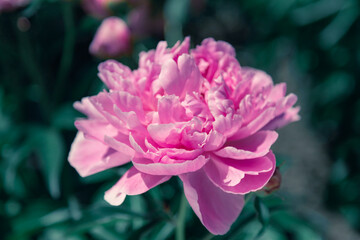Pale pink peonies on a background of green leaves.