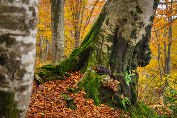 紅葉のブナの森