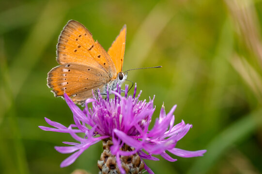 Scarce copper