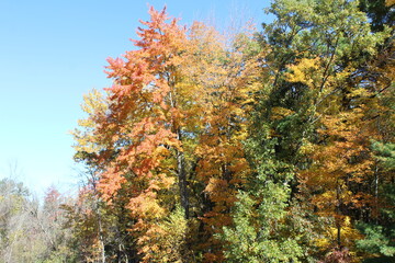 autumn leaves in the forest