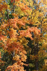 autumn colors in the forest