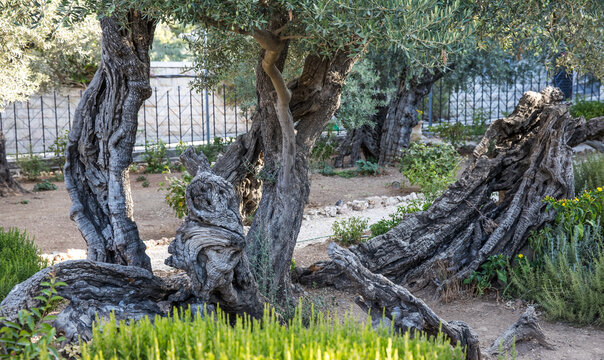 olive trees in getsemani garden in jerusalem, israel