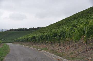 vineyards in Randersacker, Bavaria, Germany
