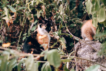 Cat and kitten sit in the bushes and explore the surrounding nature. Beautiful well-groomed domestic cats on a walk. Three-color mother cat of a turtle color and a small striped fluffy red kitten.