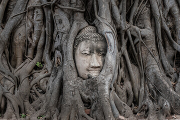 Fototapeta na wymiar Wat Mahathat, buddha's head amond tree's root. Ayutthaya, Thailand.