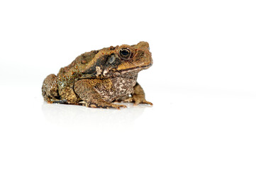 Bufo marinus