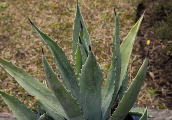 Exotic succulent plant. Closeup view of an Agave americana, also known as Century plant, beautiful rosette of blue leaves with dark thorns, growing in the garden. 