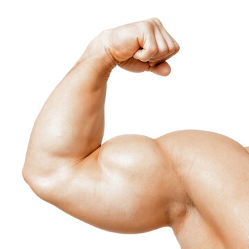 muscle biseps