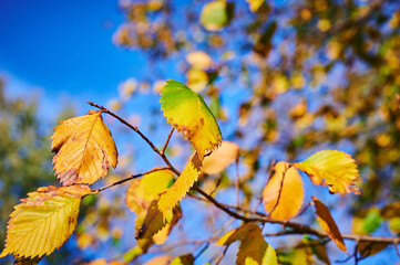 Branches with green and orange autumn leaves in the sunlight.
