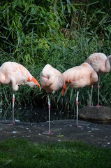 Beautiful group of flamingos with their long necks