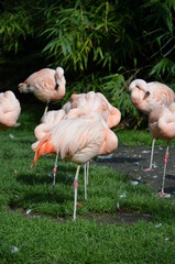 Fototapeta na wymiar Beautiful group of flamingos with their long necks