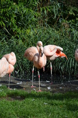 Beautiful group of flamingos with their long necks