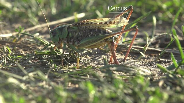 Bush crickets use their ovipositors to force burrow into earth to receive eggs. External Anatomy grasshopper diagram, Study Notes on Grasshopper, Phylum Arthropoda